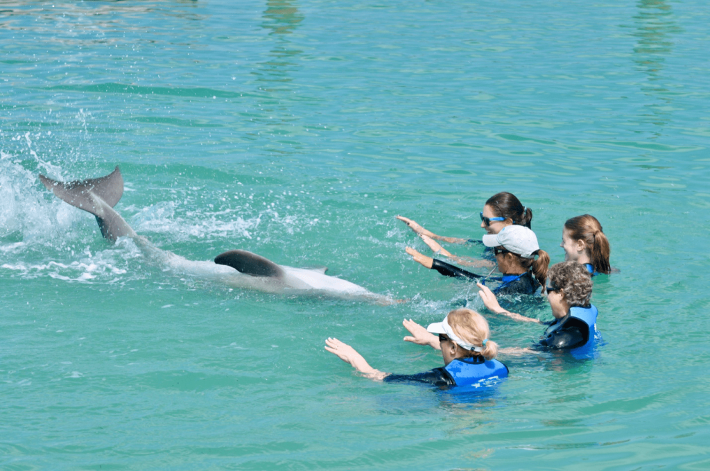 A family swim with dolphins in the Florida Keys