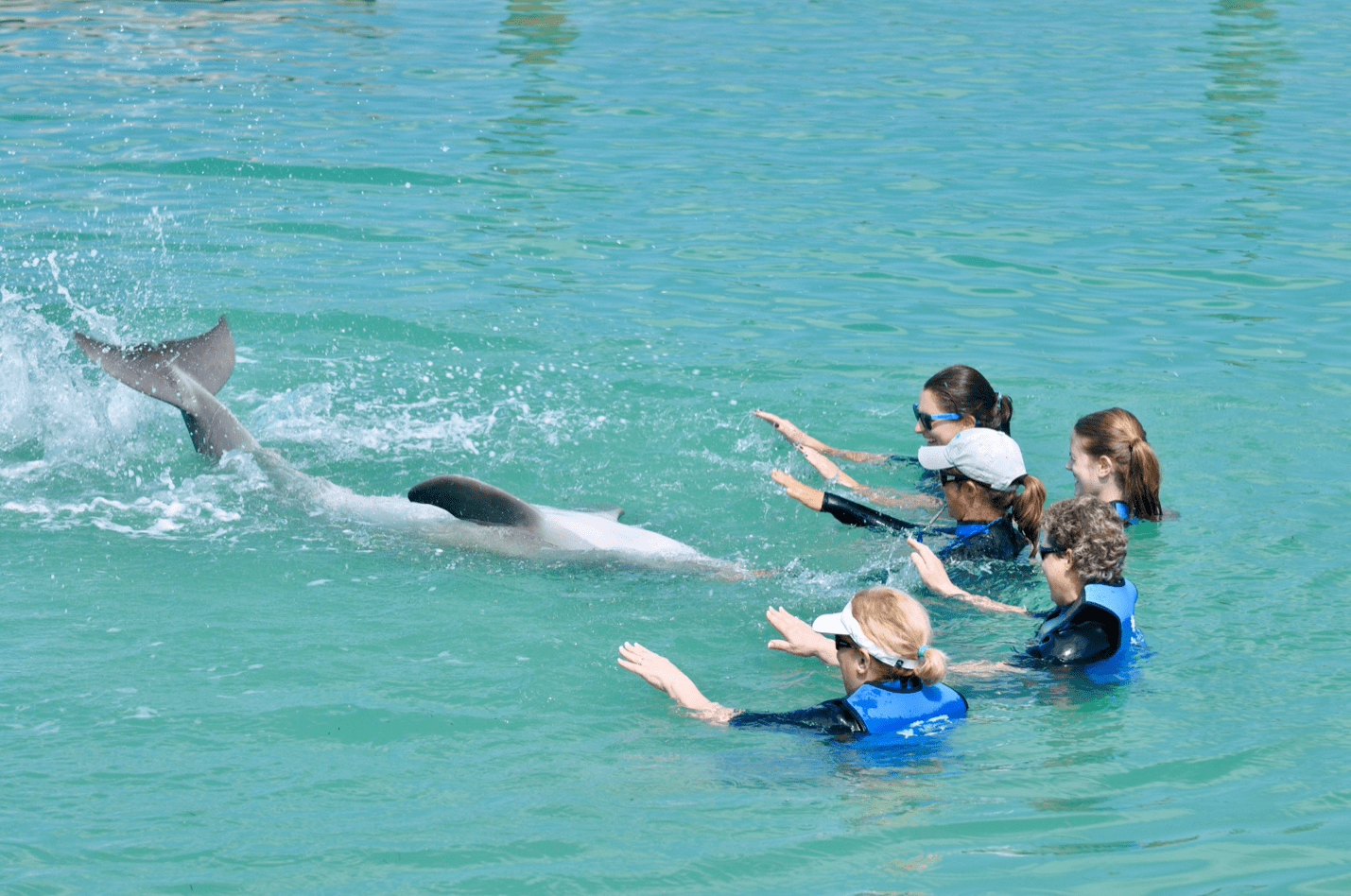 A family swimming with a dolphin in the clear turquoise waters of the Florida Keys during a celebration vacation.