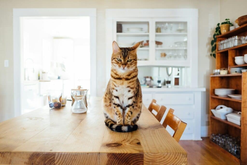 A relaxed cat sitting on a wooden table with a curious gaze