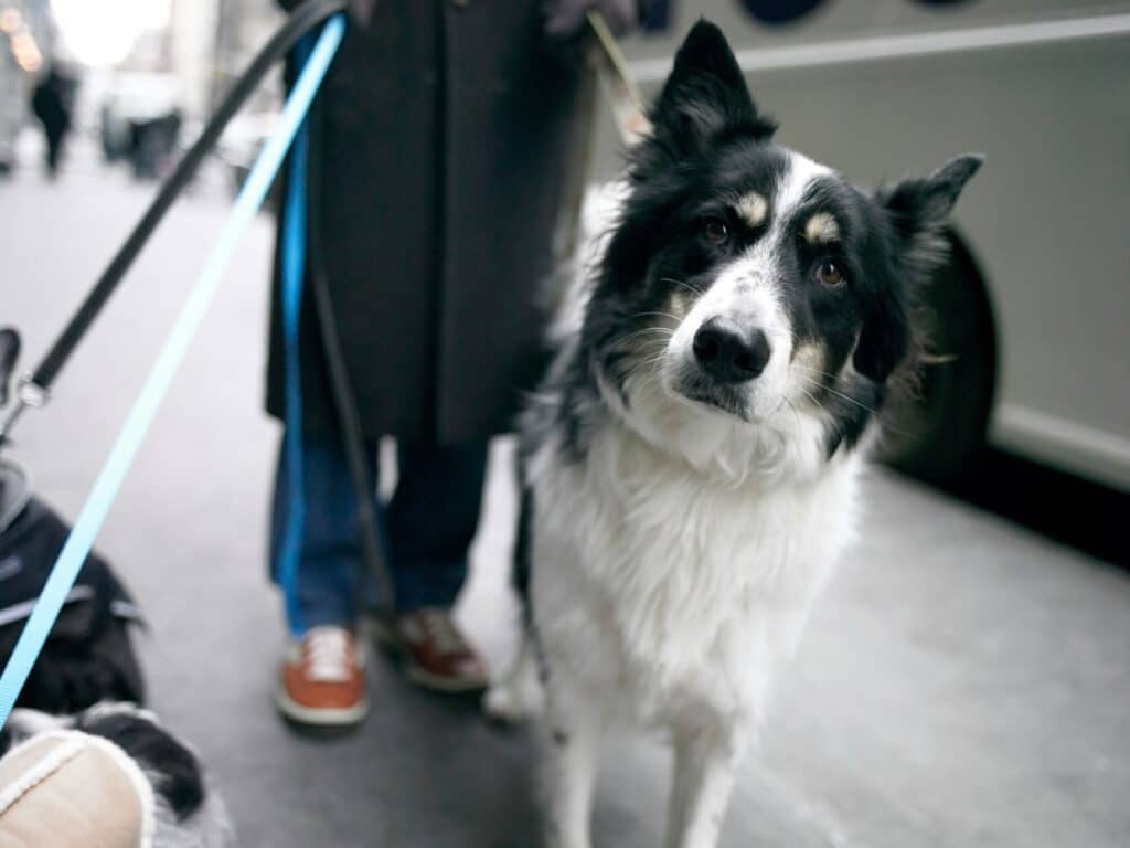 A black and white dog on a leash being walked by a person