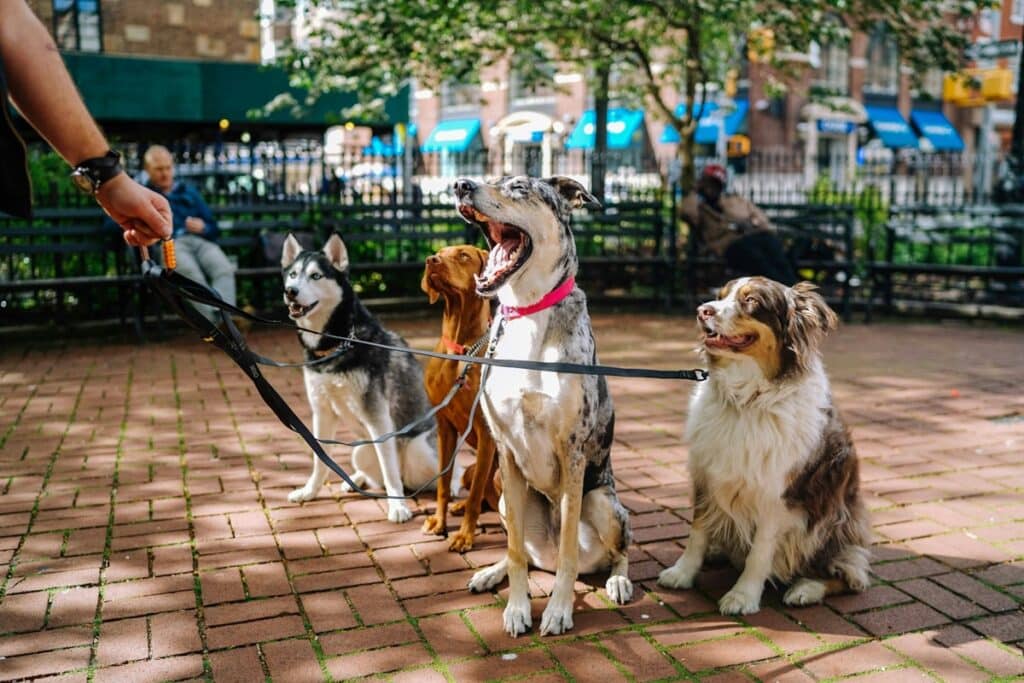 Pack of leashed dogs sitting together