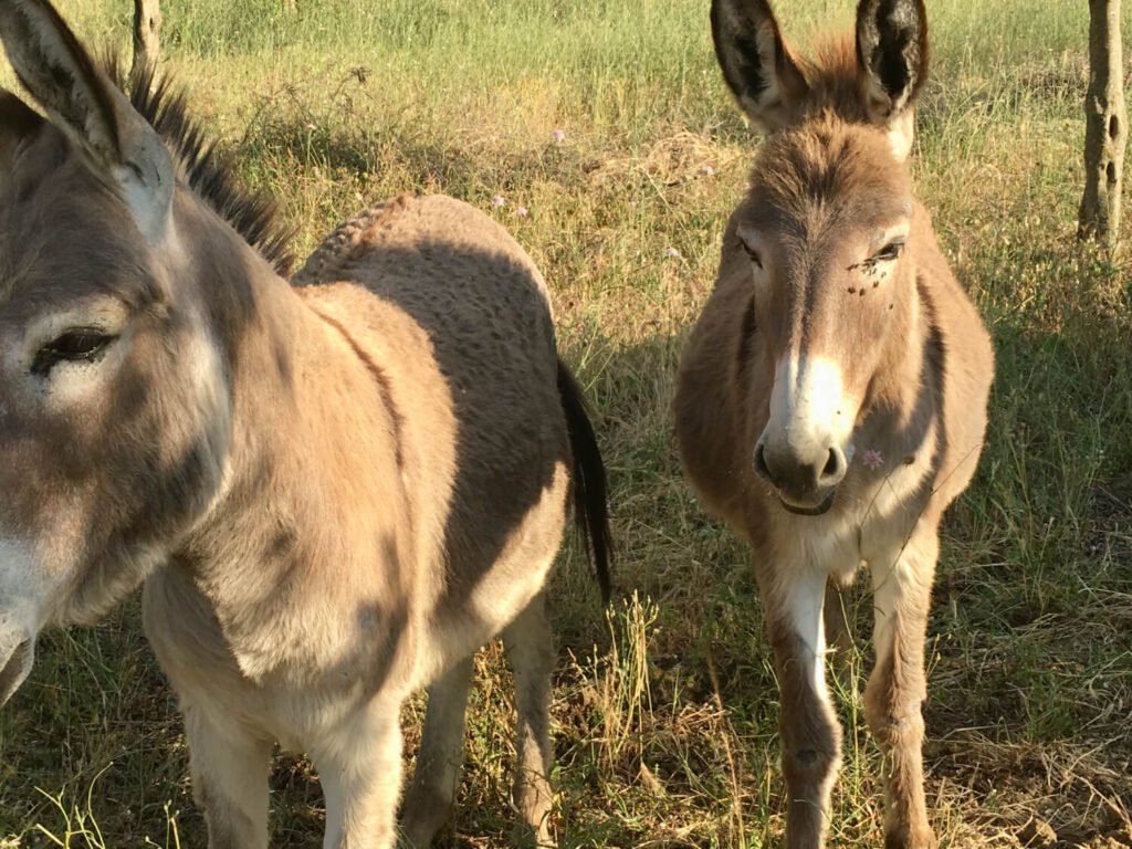 Two friendly donkeys welcome visitors to an Agriturismo in Enna, Sicily.
