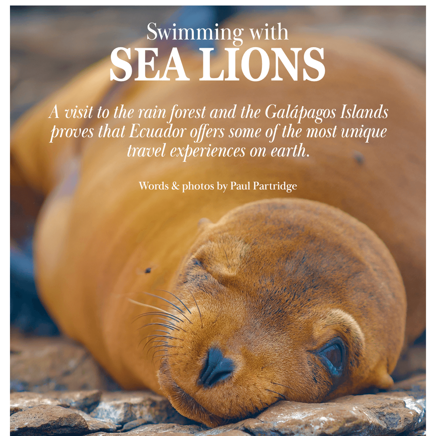 Close-up of a sea lion on rocks with text from Paul Partridge’s published article “Swimming with Sea Lions” about the Galapagos and Ecuador rainforest.
