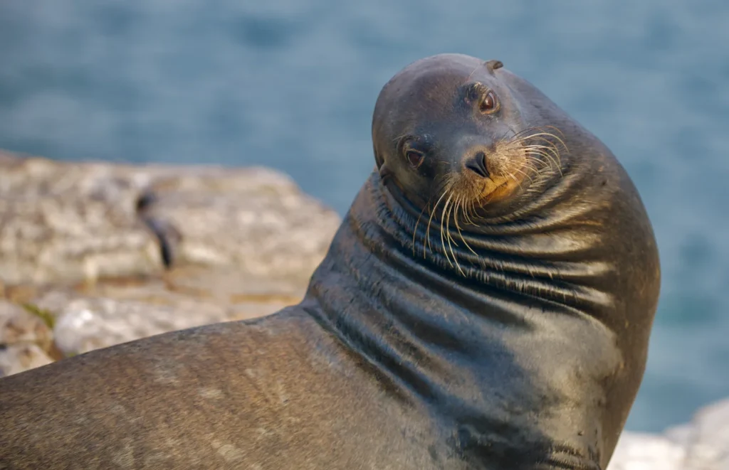 Original photo by paul partridge of a sea lion during a family reunion trip to the galápagos islands.