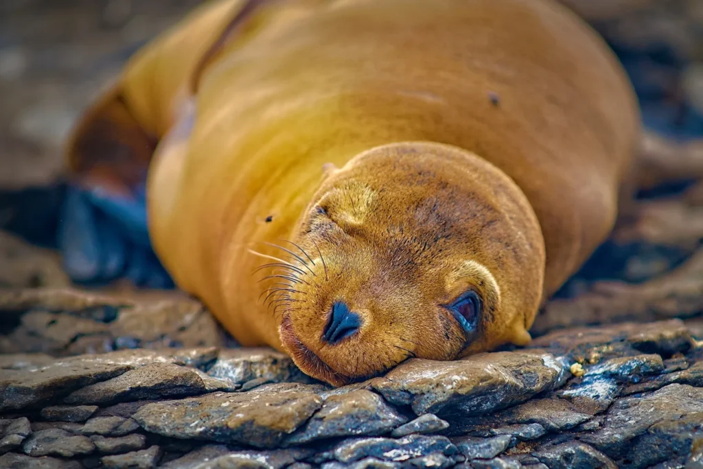 Sea lion
