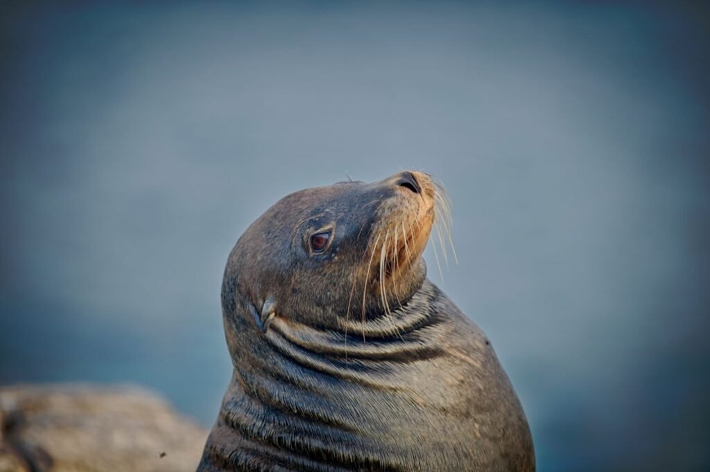 Sea lion 1