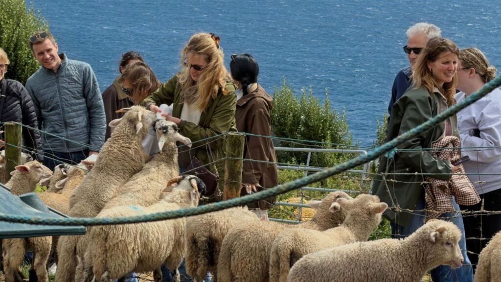 Young woman bottle-feeding a sheep at a working irish farm during a multigenerational vacation.