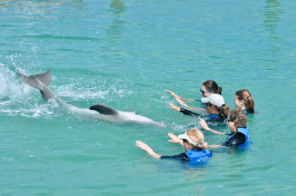 A family swimming with a dolphin in the clear turquoise waters of the Florida Keys during a celebration vacation.