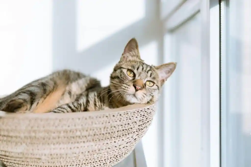 Silver tabby cat on gray pillow beside clear glass window