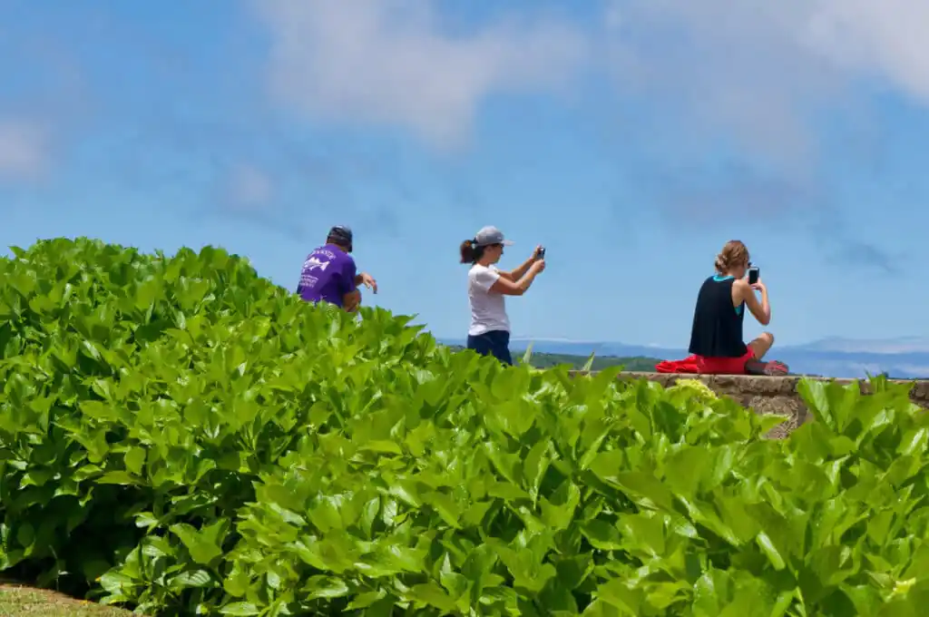 Original photo by paul partridge of three travelers pausing at a coastal lookout, taking photos above bright green shrubs with the ocean and blue sky beyond in sete cidades.