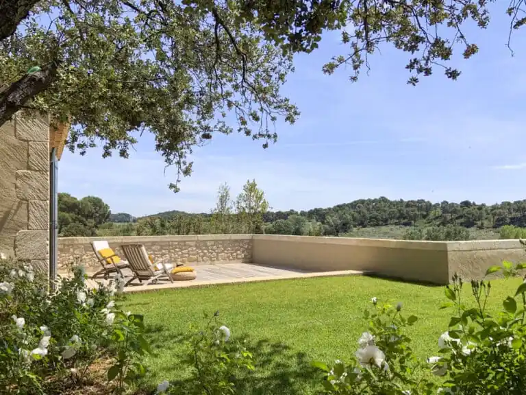 The ancient olive tree backyard