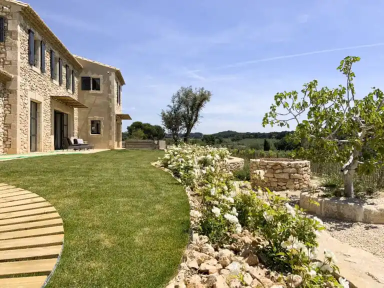 The ancient olive tree exterior