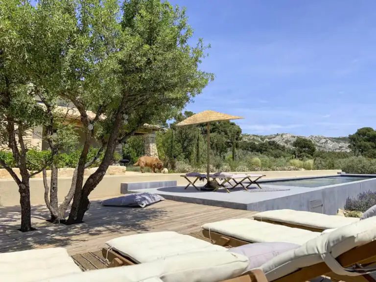 The ancient olive tree pool area