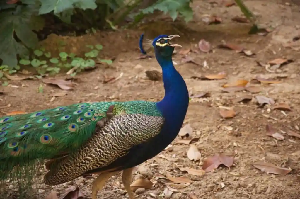 Male peacock squawking with open beak at an Italian villa.