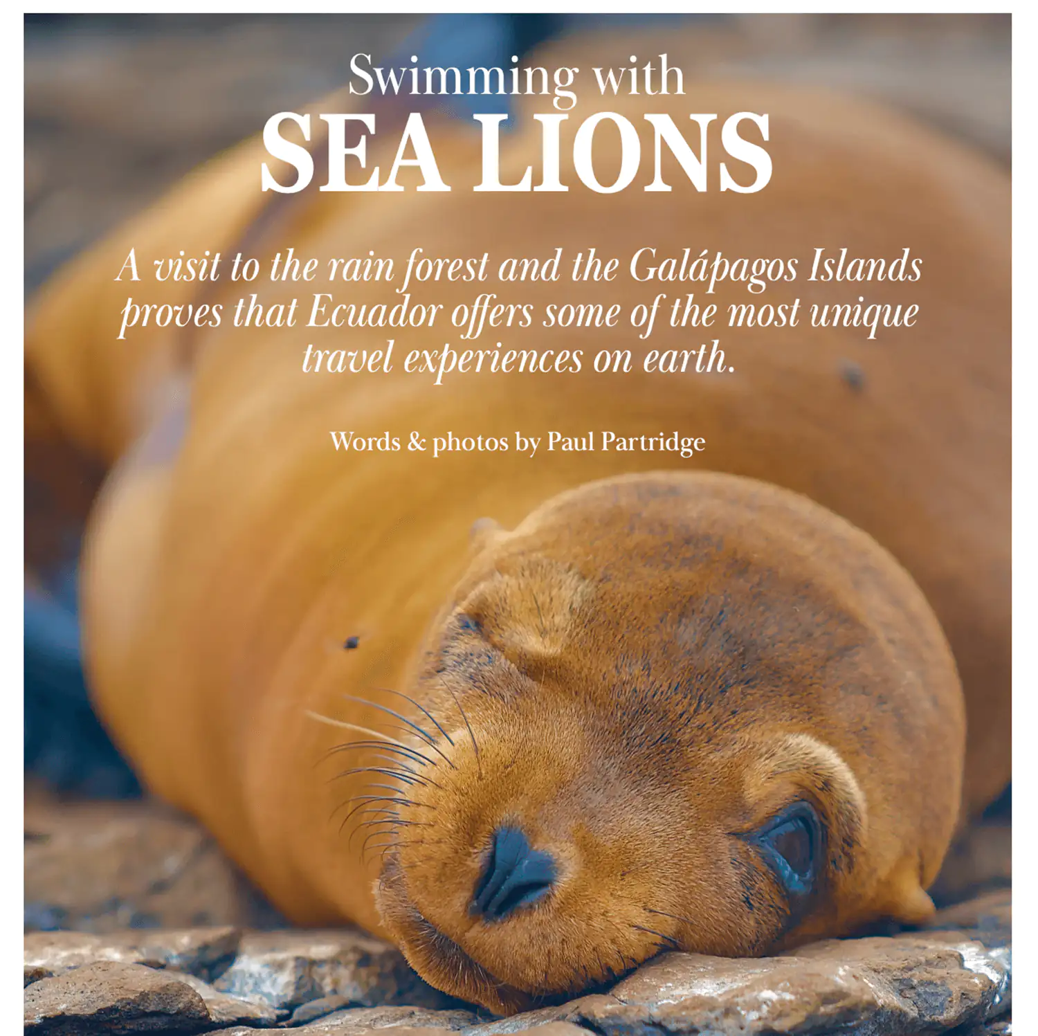 Close-up of a sea lion on rocks with text from Paul Partridge’s published article “Swimming with Sea Lions” about the Galapagos and Ecuador rainforest.