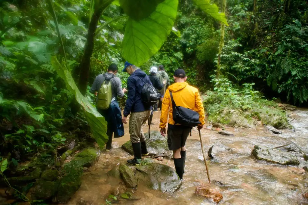 A group of friends hikes across a shallow stream surrounded by dense ecuadorian jungle.